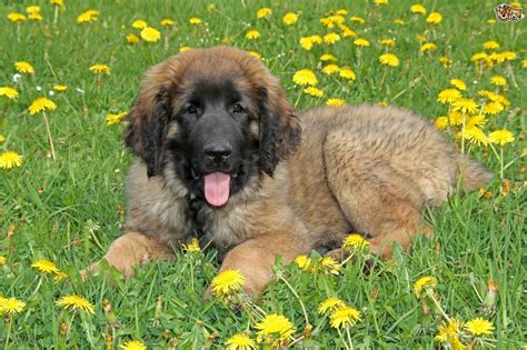leonberger dog breed information buying advice   facts petshomes