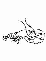 Crawdad Getdrawings Drawing Coloring Crayfish sketch template
