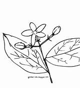 Bunga Melati Sketsa Mewarnai Mudah Sederhana Lukisan Matahari Mawar Tulip Tumbuhan Kumpulan Animasi Putih Wajib Disimak Simpel Digambar Hias sketch template