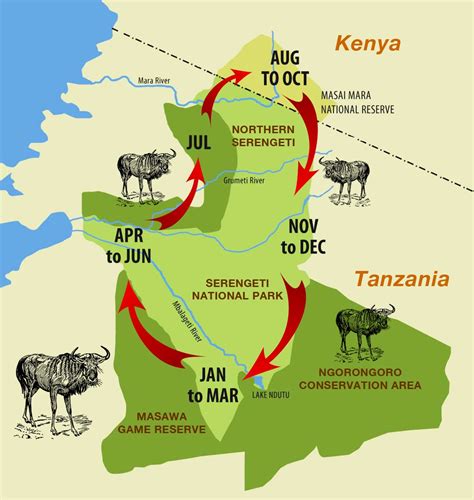 great migration safari  africa wildebeest migration guide