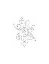Camellia Coloring Pink Flowers sketch template