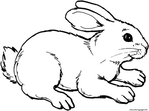 cute rabbit coloring page printable