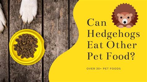 hedgehogs eat  pet food  list   items small pet site