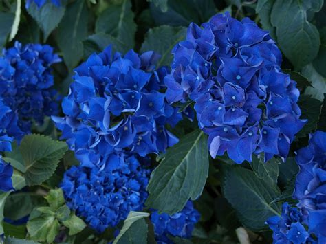 blue hydrangeas blue hydrangea hydrangea plants