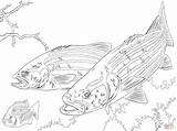 Largemouth Perches Loups Coloriages sketch template
