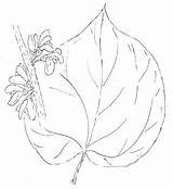Cercis Toadshade Canadensis Redbud Drawing Wildflower Farm sketch template