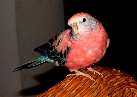 periquito rosado neopsephotus bourkii aves exoticas