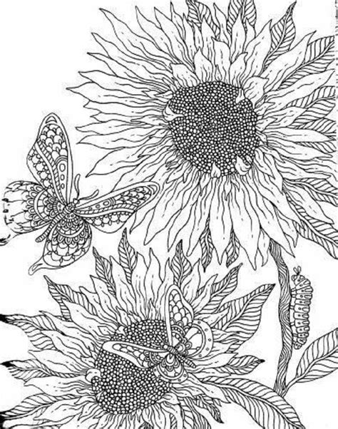 sunflower coloring pages  adults  wallpaper