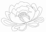 Coloring Peony Pages sketch template