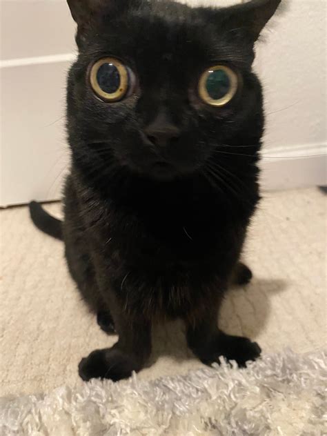 hell s new mayor is jinx a wide eyed cat with big feet and following