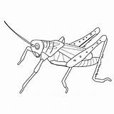 Coloring Grasshopper Pages Sauterelle Animals Clipart Drawing Printable Dessin Coloriage Imprimer Popular Library Books sketch template