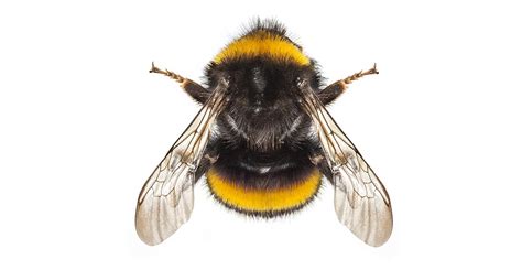 climate stress  changing  physical shape  uk bumblebees