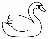 Cisnes Cisne sketch template
