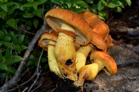 autunno stagione dei funghi ma forse  tutti sanno che san gavino monreale net