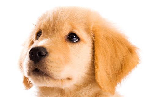 picture  golden retriever puppy dog photography