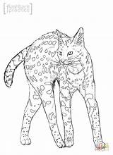 Coloring Pages Wild Serval Cat Cats Realistic Colouring Wildcat Printable Drawing Getcolorings Color Template Comments Print Drawings 67kb Coloringhome sketch template
