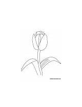 Tulip Coloring Bulb Bunch sketch template