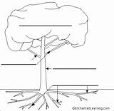 Label Tree Parts Sketch Anatomy Coloring Diagram Enchantedlearning Kids Plants Plant Trees Science Labels Learning Printout Step Trunk Class Roots sketch template