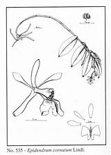 Epidendrum 1841 Subgroup Lindl Cornutum Group sketch template