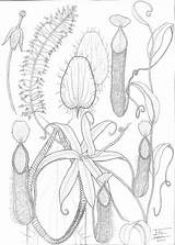 Nepenthes Pitcher Botanical sketch template