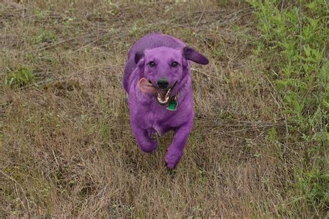 purple dog purple rain purple animals