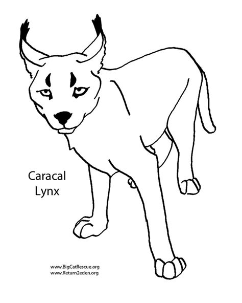 caracal coloring page  getdrawings