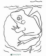 Frog Coloring Pages Printable Frogs Bull Popular sketch template