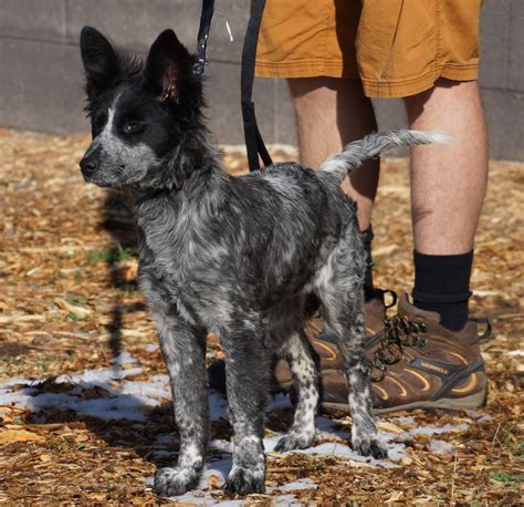 meet maizey  blue heeler mix  owner    develop