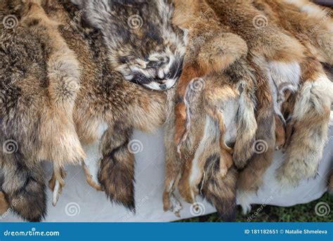 animal skin fur stock image image  soft animal wild