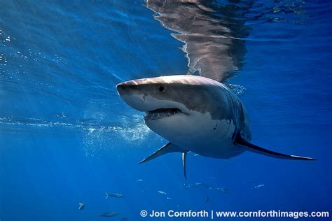 Guadalupe Great White Shark 14 Photo Picture Print Cornforth Images