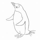 Penguin Chinstrap Vector Illustrations Clip sketch template
