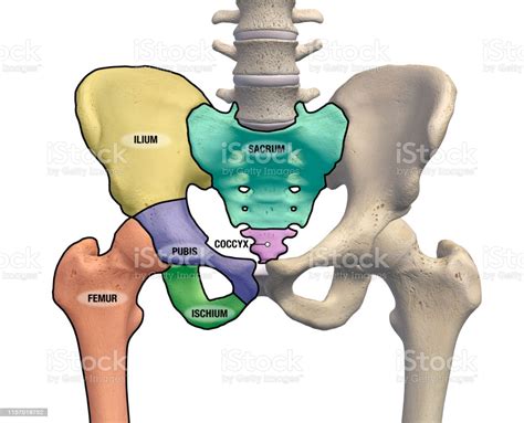 Male Pelvis And Hip Bone Regions Labeled Front View On