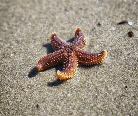 starfish story making  difference misskorang
