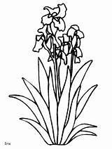 Coloring Pages Iris Flowers Flower France Printable Irises Animated Drawings Color French Draw Coloringpages1001 Ws Realistic sketch template