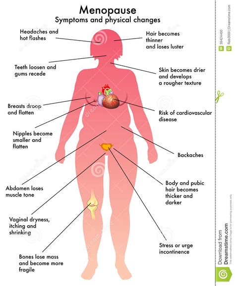 menopause stock vector illustration of heart estrogen