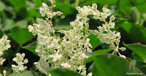 silver lace vine care tips  growing  polygonum aubertii