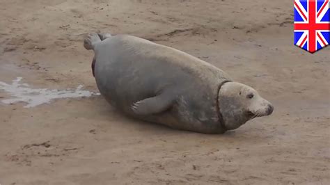 seal gives birth pregnant mother seal gives birth at