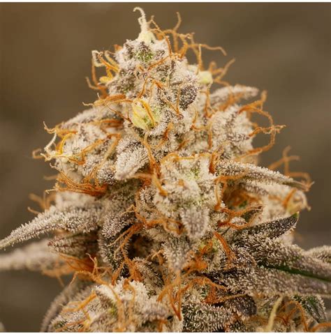 mephisto genetics sour stomper heritage seedbank