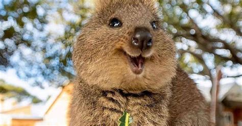 quokkas   worlds happiest animal   pics  prove