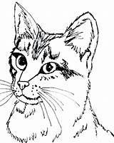 Cat Coloring Pages Calico Tabby Printable Getcolorings Color Sheets sketch template
