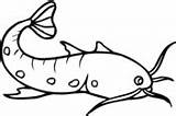 Catfish Coloring Pages Fish sketch template