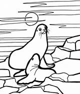 Seal Coloring Pages Books Popular sketch template