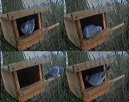 mourning dove nesting box plans dove nest bird houses diy mourning dove nest
