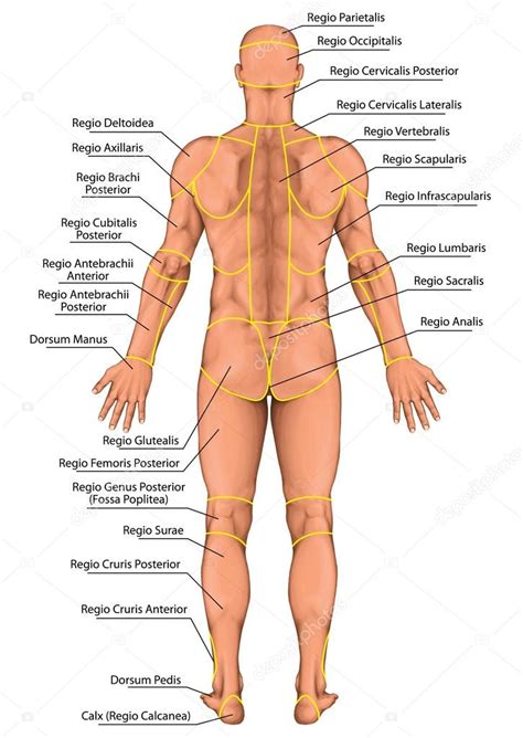 anatomiczne deska okolic ciala ludzkiego regiony corporis mezczyzna anatomicznych cialo
