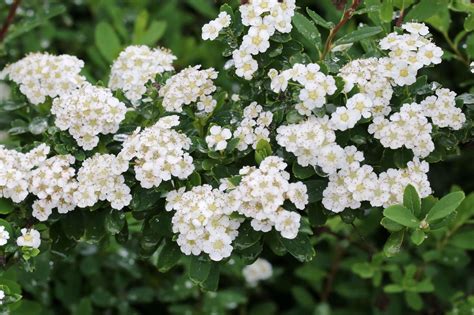 spierstrauch japanische strauchspiere snowmound luberade