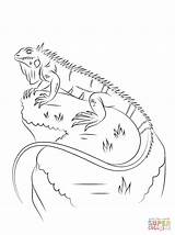 Iguana Coloring Pages Marine Lizards Printable Leguaan Kleurplaat Drawing Drawings sketch template