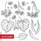 Linden Tree Outline Tilia Flower Vector Contour Isolated Basswood Ornate Bunch Bract Leaf Fruit Coloring Summer Background Book Set Style sketch template