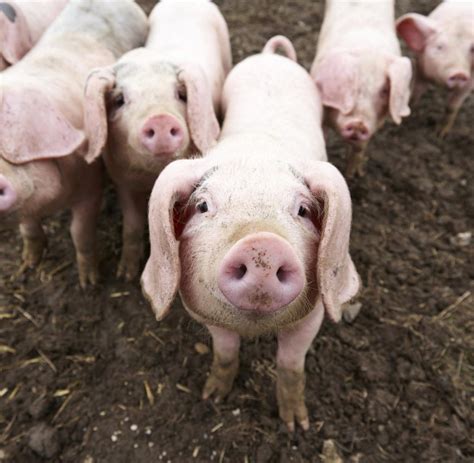 chimäre mensch schwein hybrid in labor gezüchtet welt