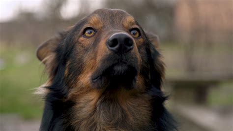 portrait   cute mongrel dog outdoors stock video footage storyblocks