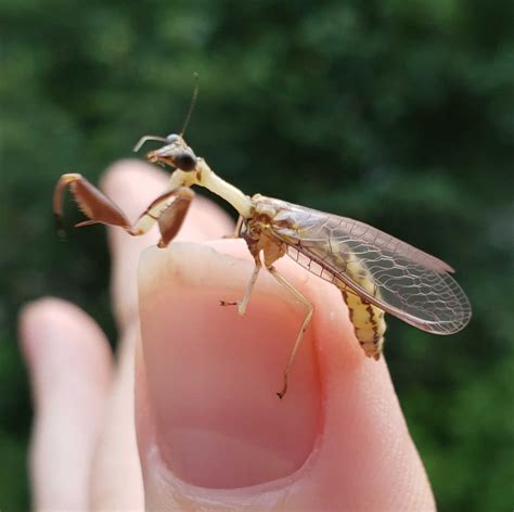 mantis fly mantispid   small  medium sized ins flickr